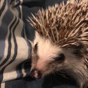 Meet your Posher, Isabela